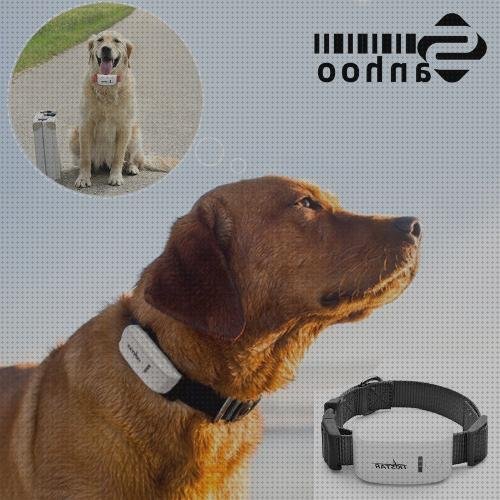 Los 24 Mejores Collares Con Camaras Y Gps Para Perros