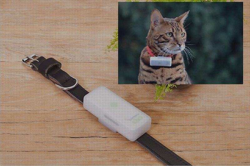 Los mejores 29 Collares Localizadores Gps Gatos