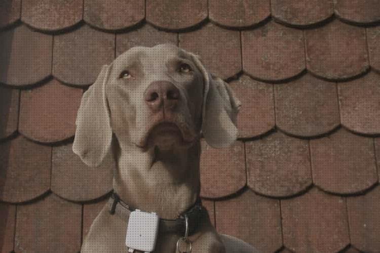 Las mejores marcas de perros collar gps perros yepzon
