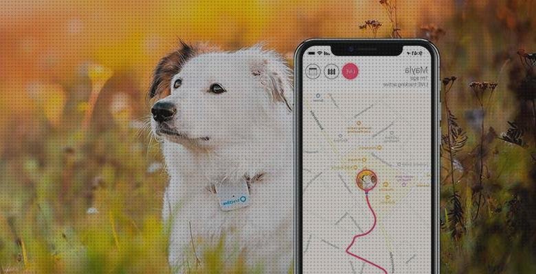 Análisis de los 30 mejores gps mascotas