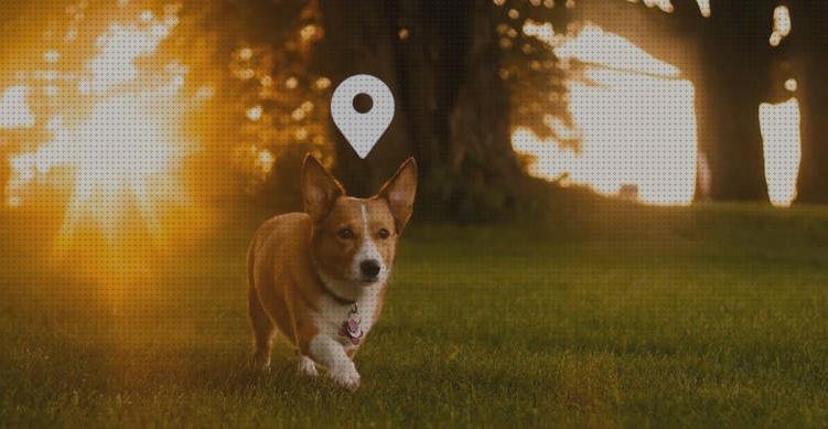 Review de gps mascotas