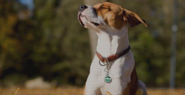 Las mejores marcas de perros gps perro alcance global
