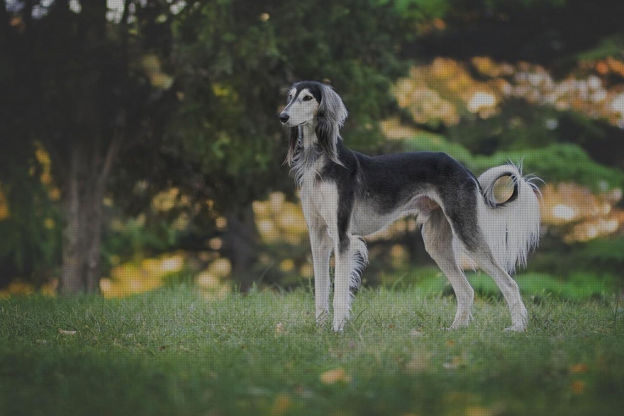 Review de pet dog gps tracker